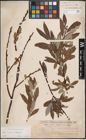 Foto von Salix caprea L. x Salix eleagnos Scop.